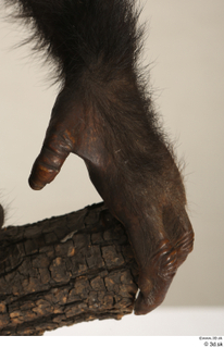 Chimpanzee Bonobo hand 0022.jpg